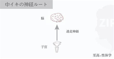 脳イキの仕組みを徹底解説してみた！〜体の仕組みと。